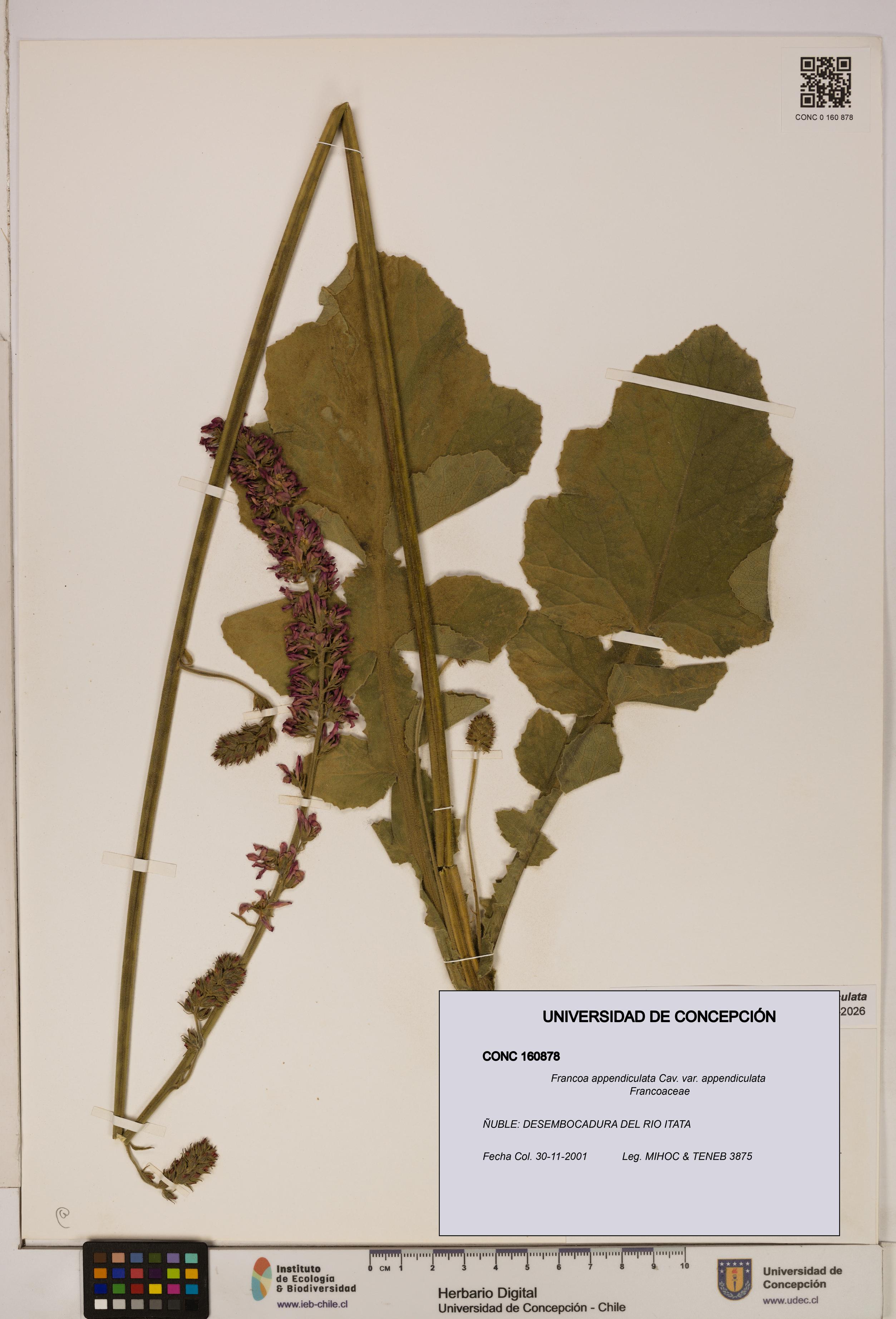 Francoa appendiculata [Espécimen: ]