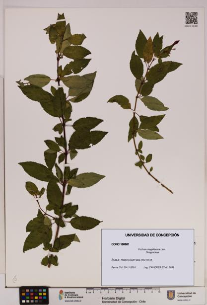 Fuchsia magellanica [Espécimen: UDEC:CONC:0160881]