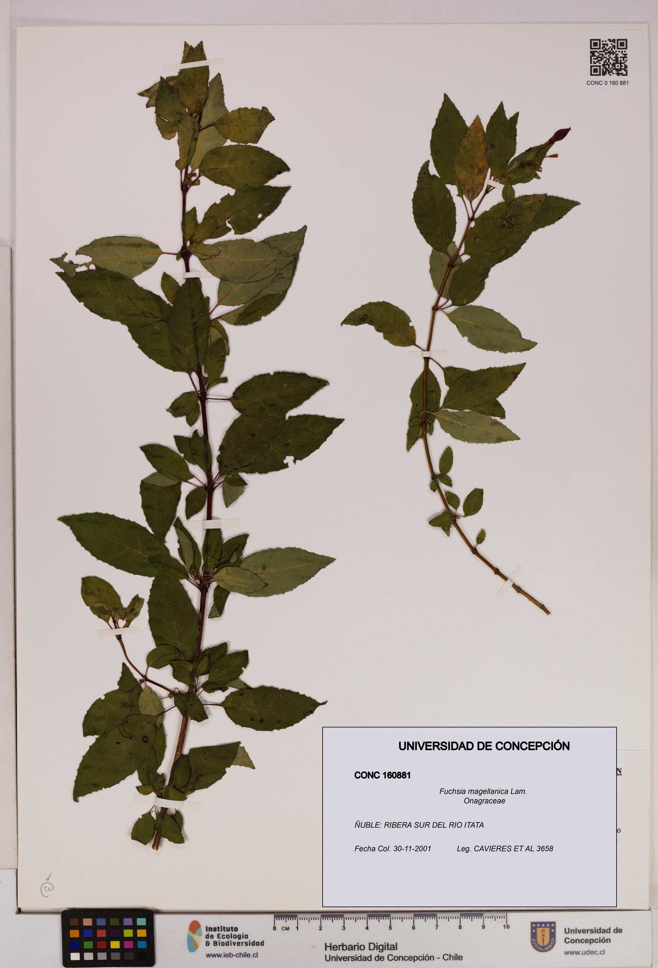Fuchsia magellanica [Espécimen: UDEC:CONC:0160881]