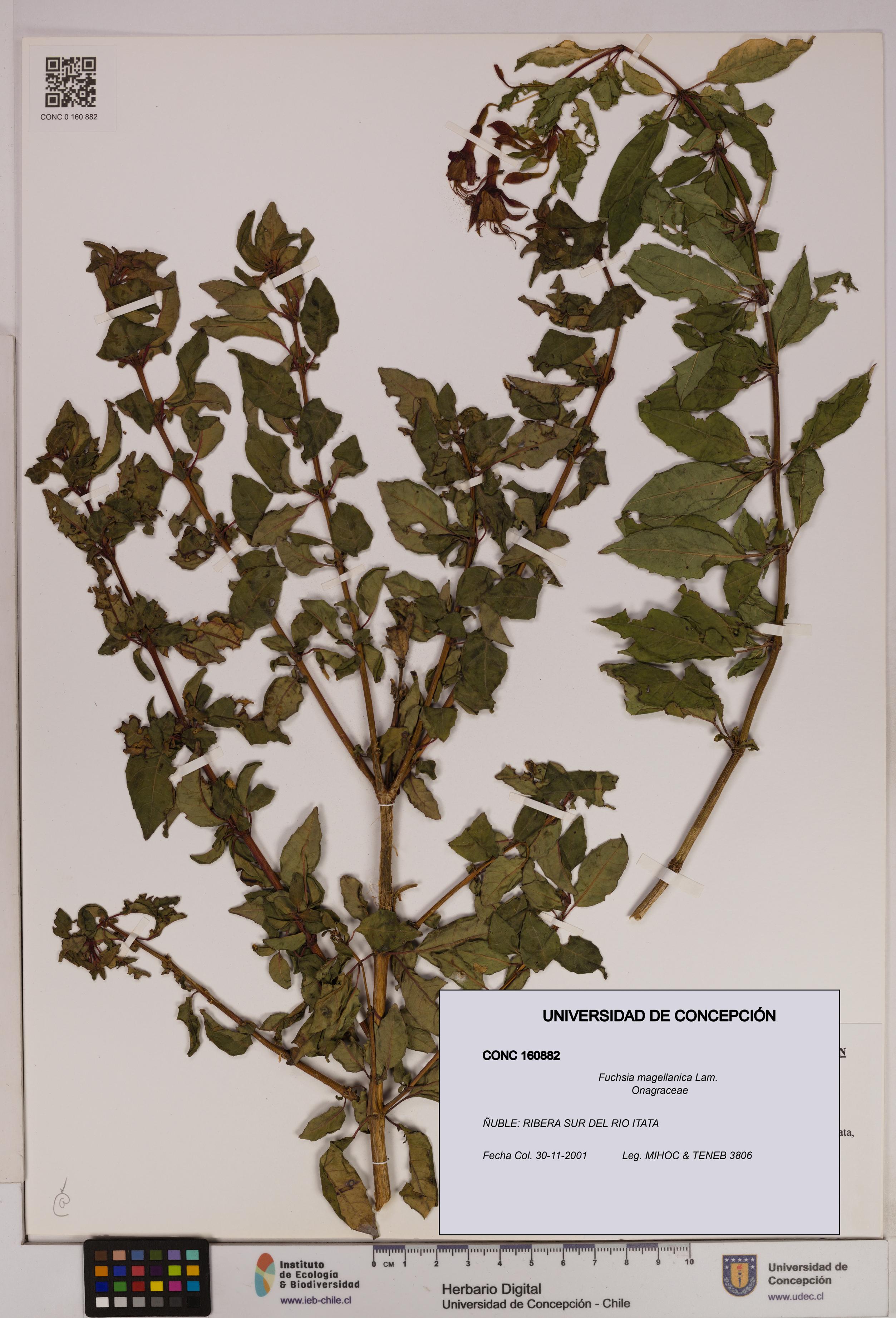 Fuchsia magellanica [Espécimen: UDEC:CONC:0160882]