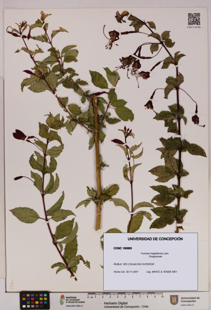 Fuchsia magellanica [Espécimen: UDEC:CONC:0160883]