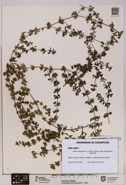 Galium hypocarpium subsp. hypocarpium [Espécimen: UDEC:CONC:0160914]