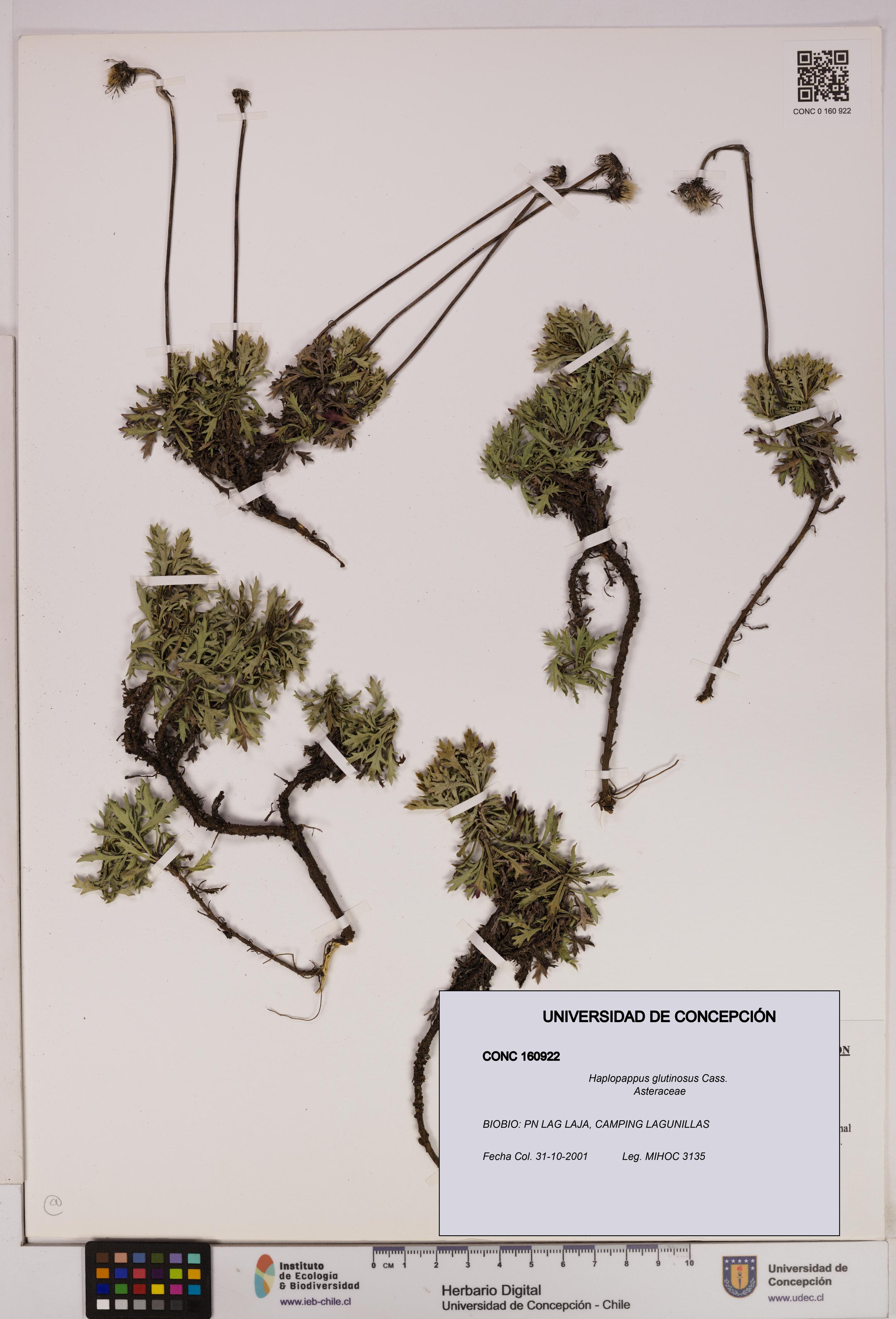 Haplopappus glutinosus [Espécimen: UDEC:CONC:0160922]