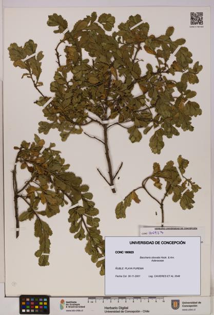 Baccharis obovata [Espécimen: UDEC:CONC:0160923]