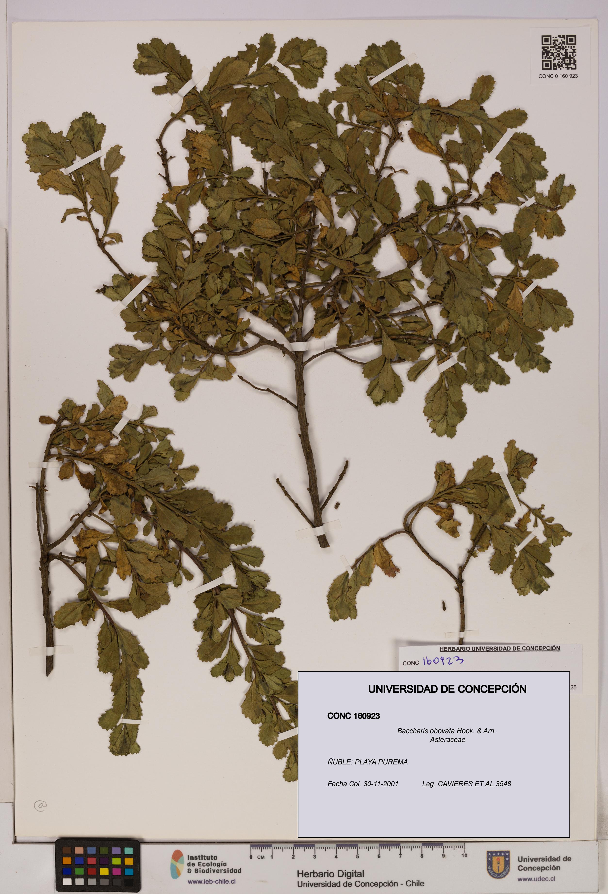 Baccharis obovata [Espécimen: UDEC:CONC:0160923]