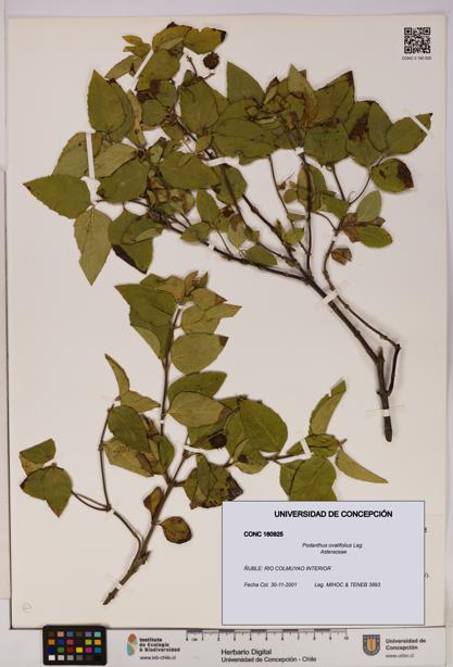 Podanthus ovatifolius [Espécimen: ]