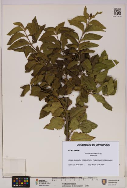 Podanthus ovatifolius [Espécimen: ]