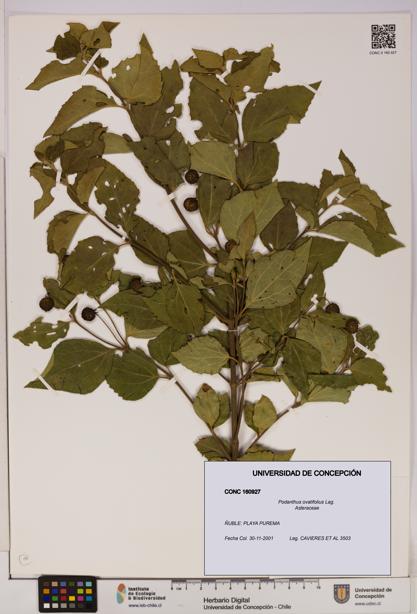 Podanthus ovatifolius [Espécimen: ]