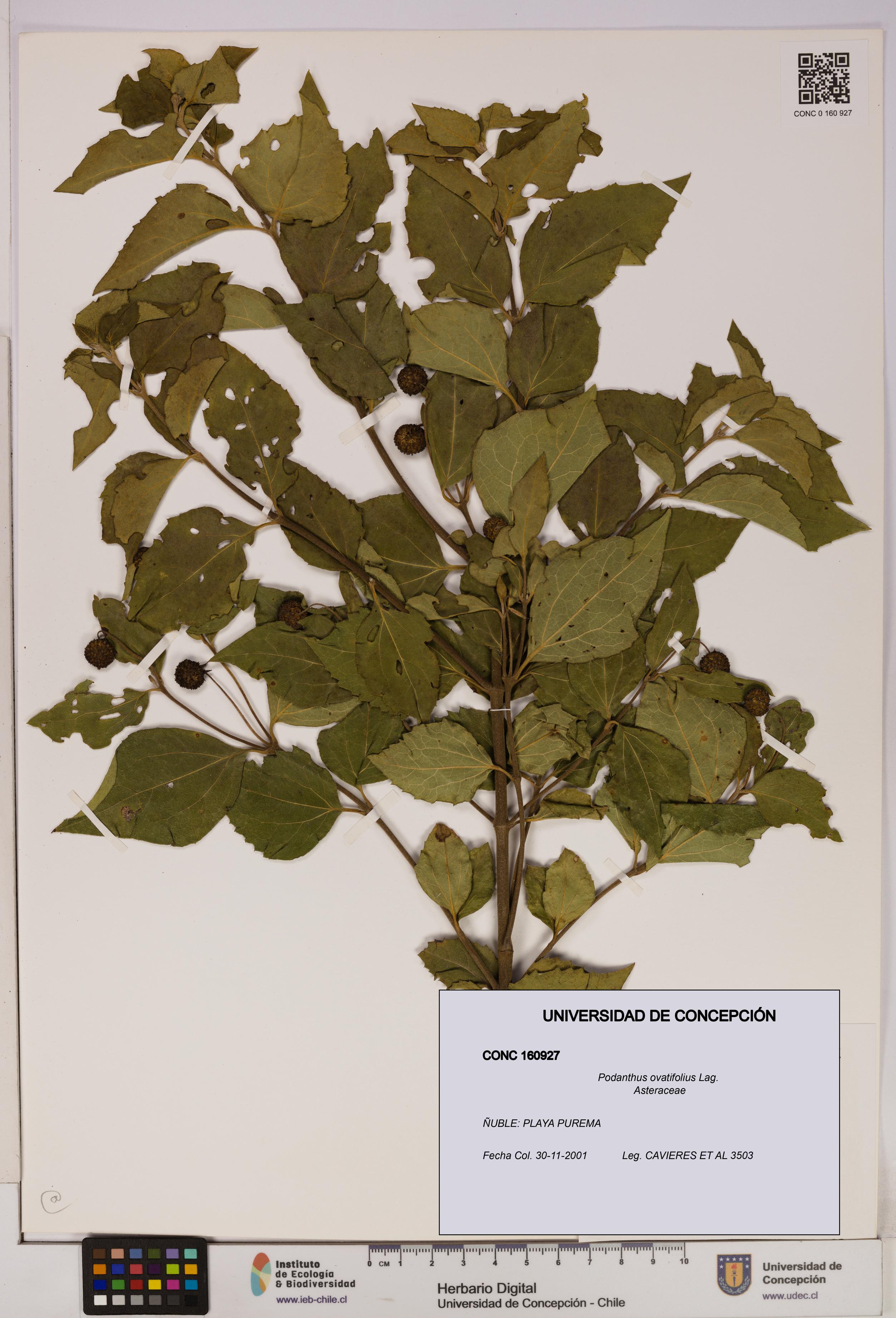 Podanthus ovatifolius [Espécimen: ]