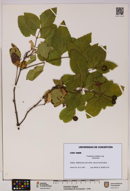 Podanthus ovatifolius [Espécimen: ]