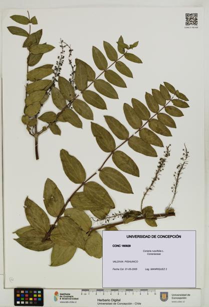 Coriaria ruscifolia [Espécimen: ]
