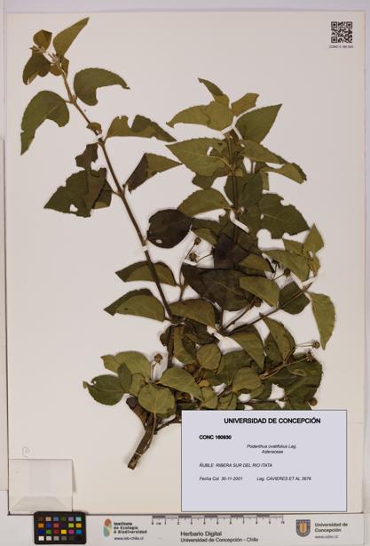 Podanthus ovatifolius [Espécimen: ]