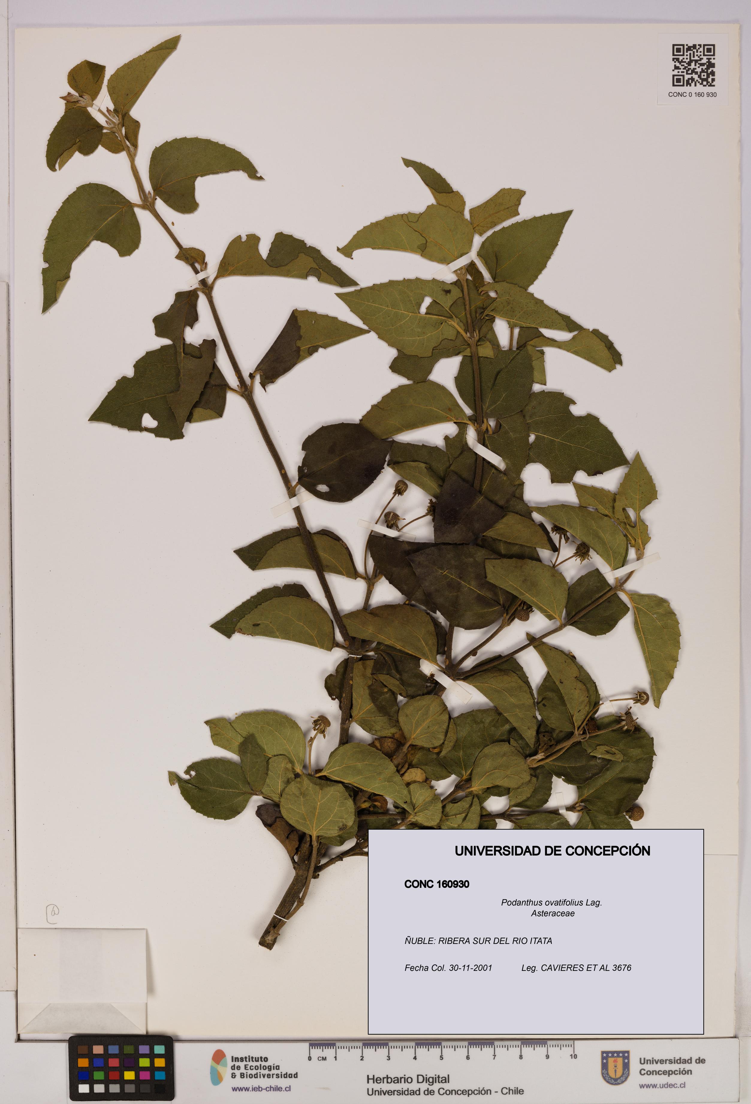 Podanthus ovatifolius [Espécimen: ]