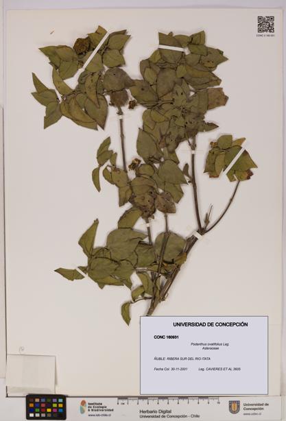 Podanthus ovatifolius [Espécimen: ]