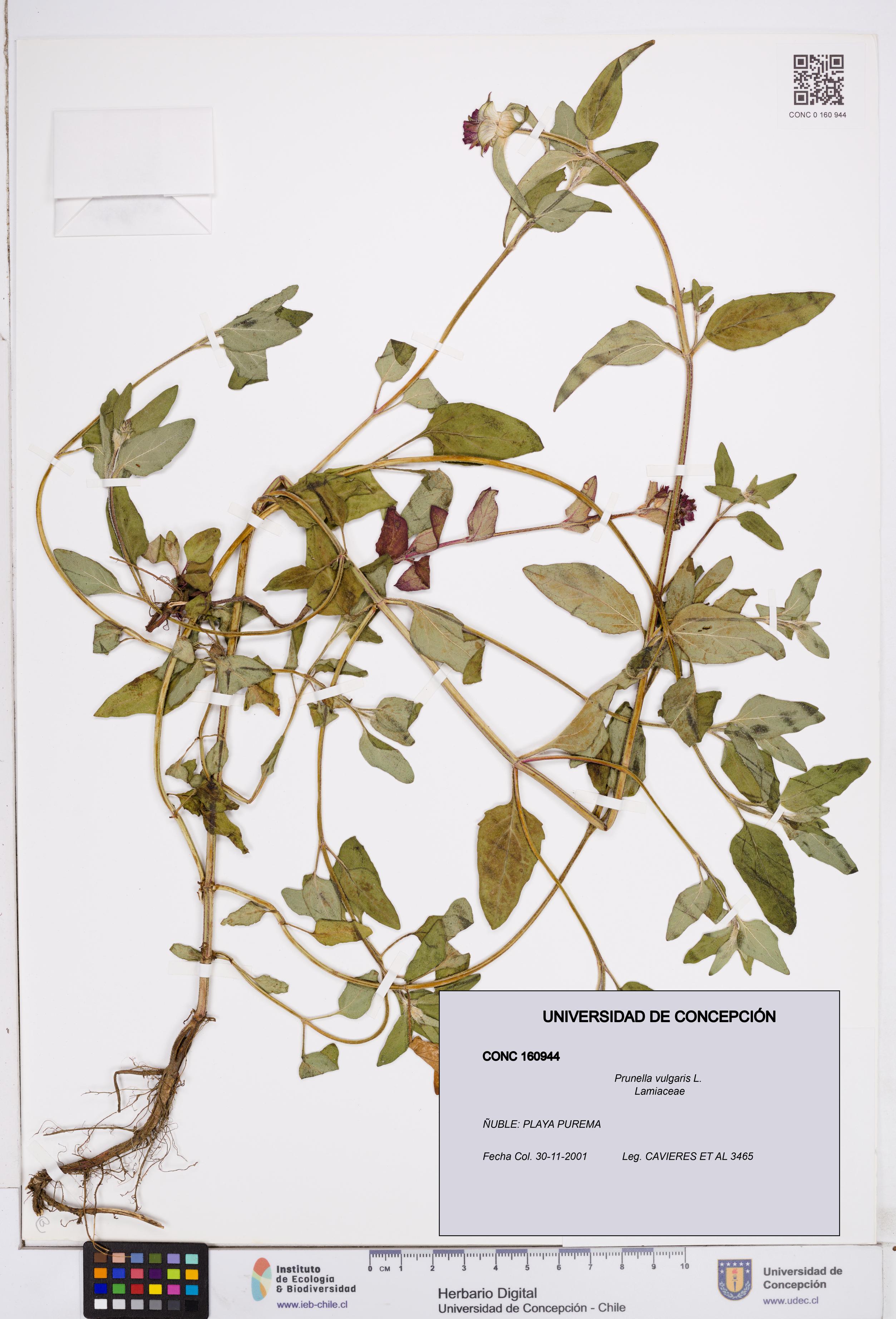 Prunella vulgaris [Espécimen: ]