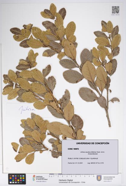 Lithraea caustica [Espécimen: UDEC:CONC:0160972]