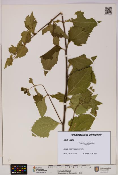 Podanthus ovatifolius [Espécimen: ]