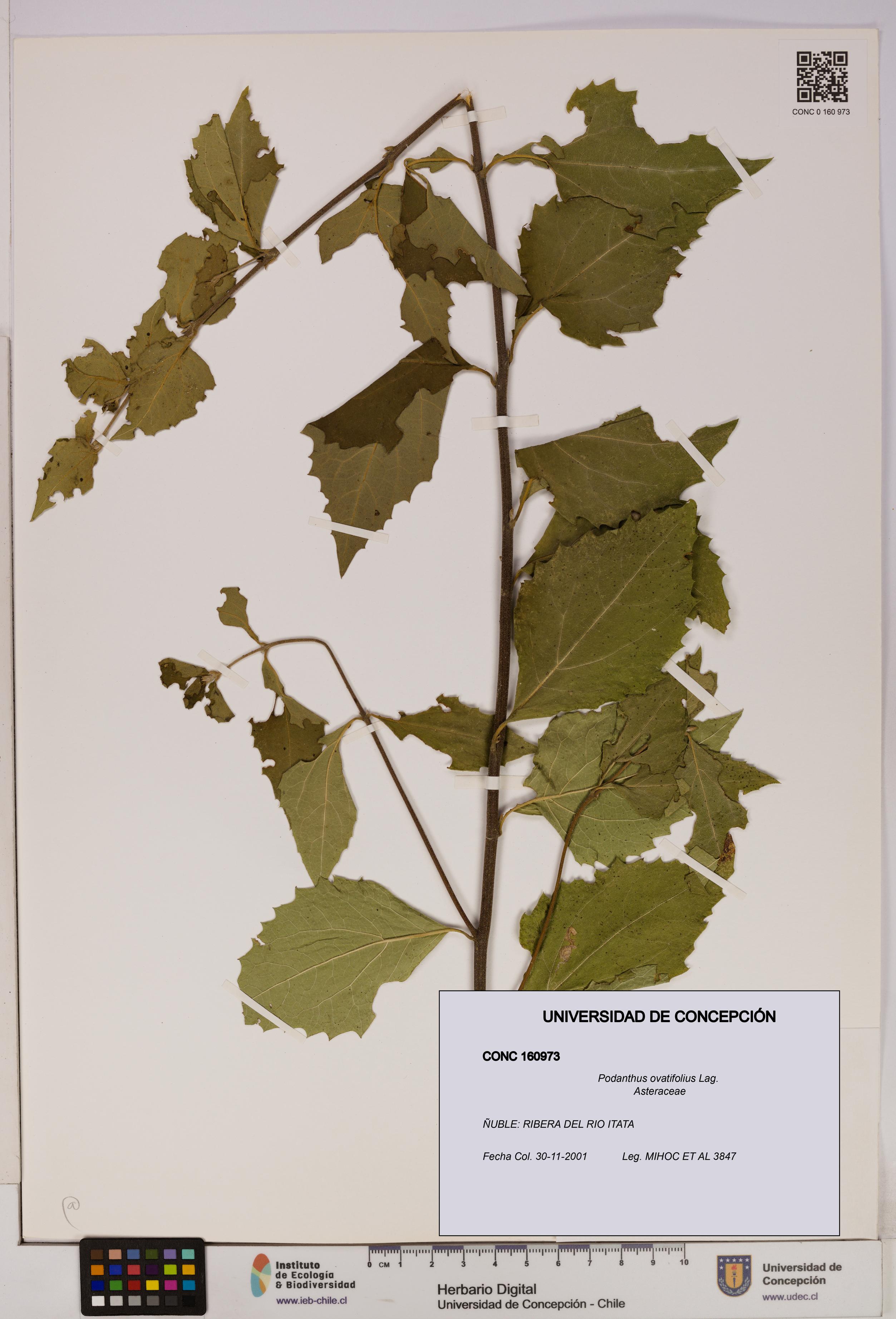 Podanthus ovatifolius [Espécimen: ]