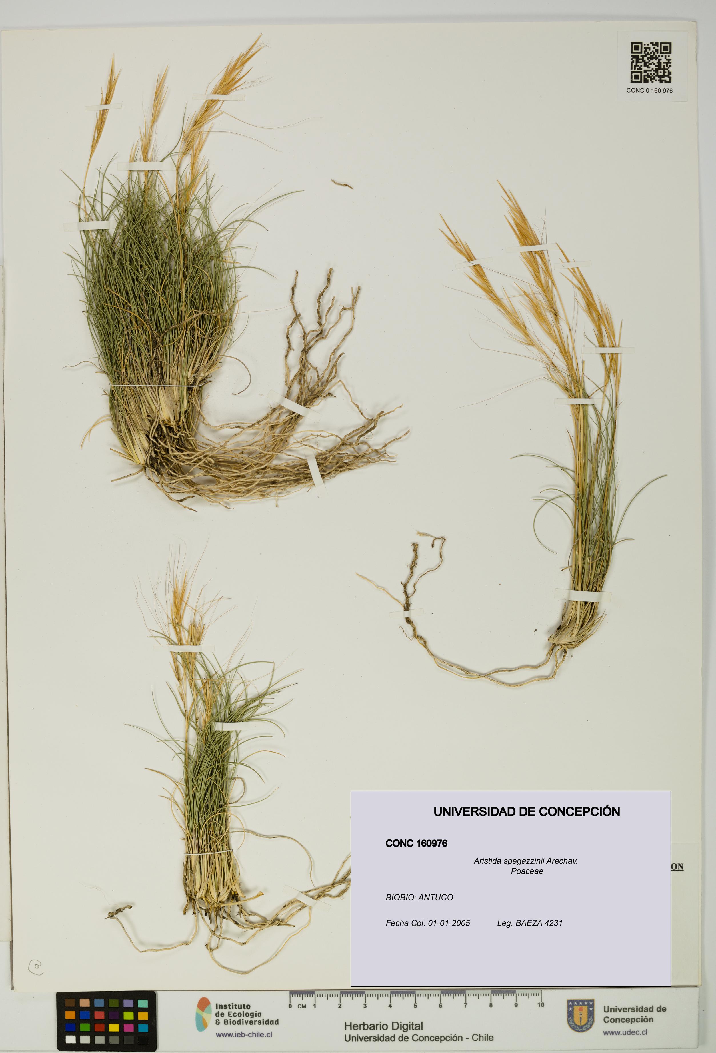 Aristida spegazzinii [Espécimen: UDEC:CONC:0160976]