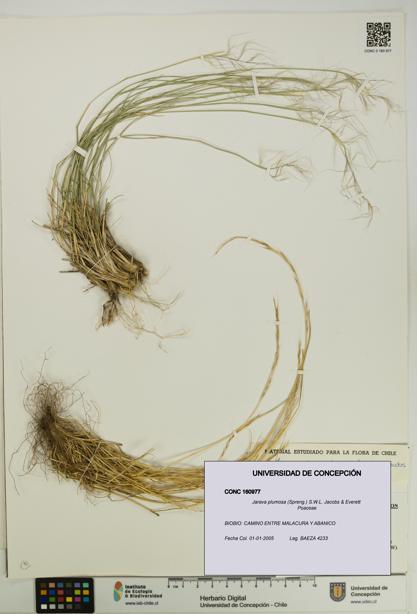 Jarava plumosa [Espécimen: UDEC:CONC:0160977]