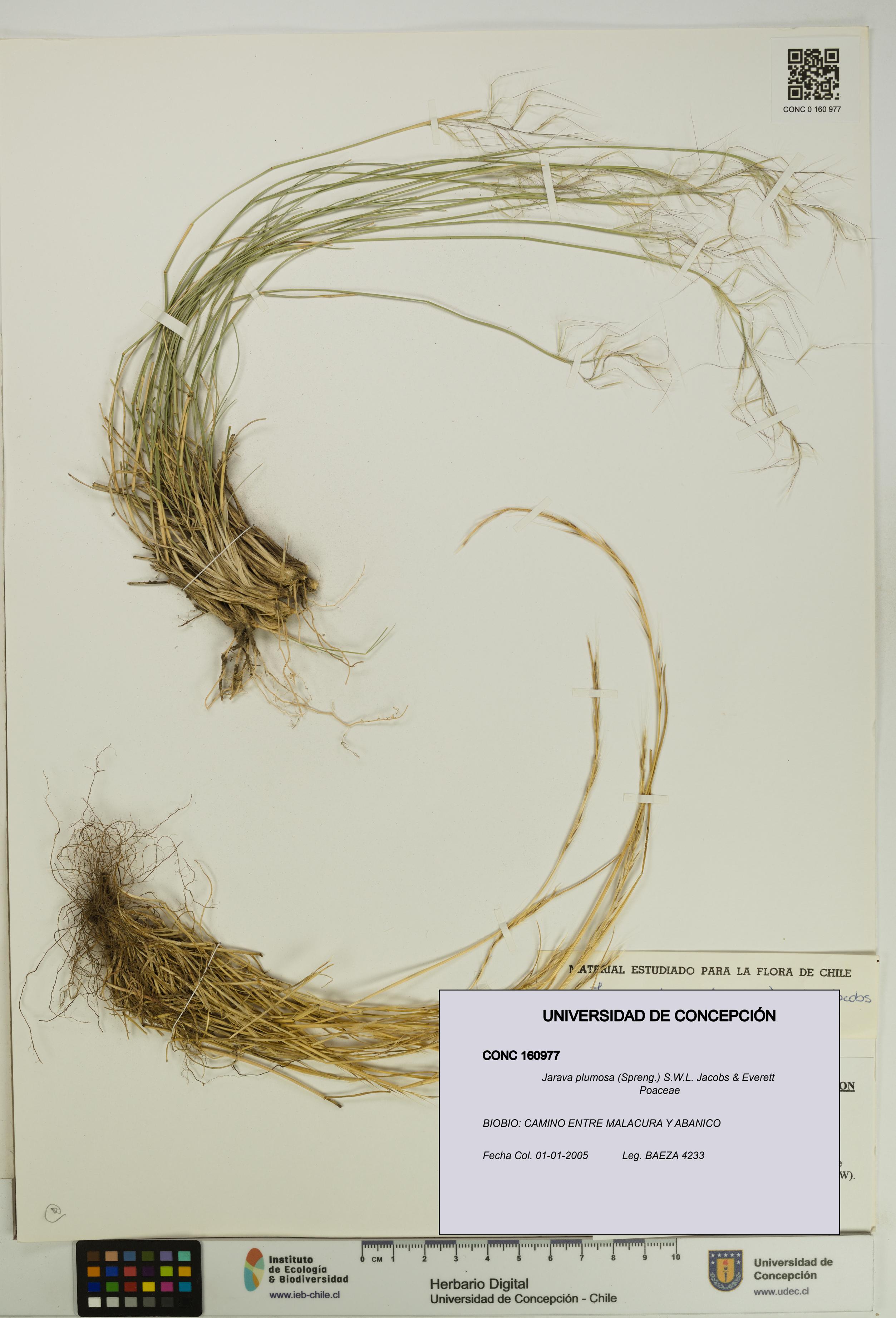 Jarava plumosa [Espécimen: UDEC:CONC:0160977]