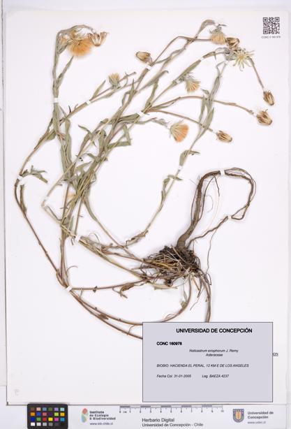 Noticastrum eriophorum [Espécimen: ]