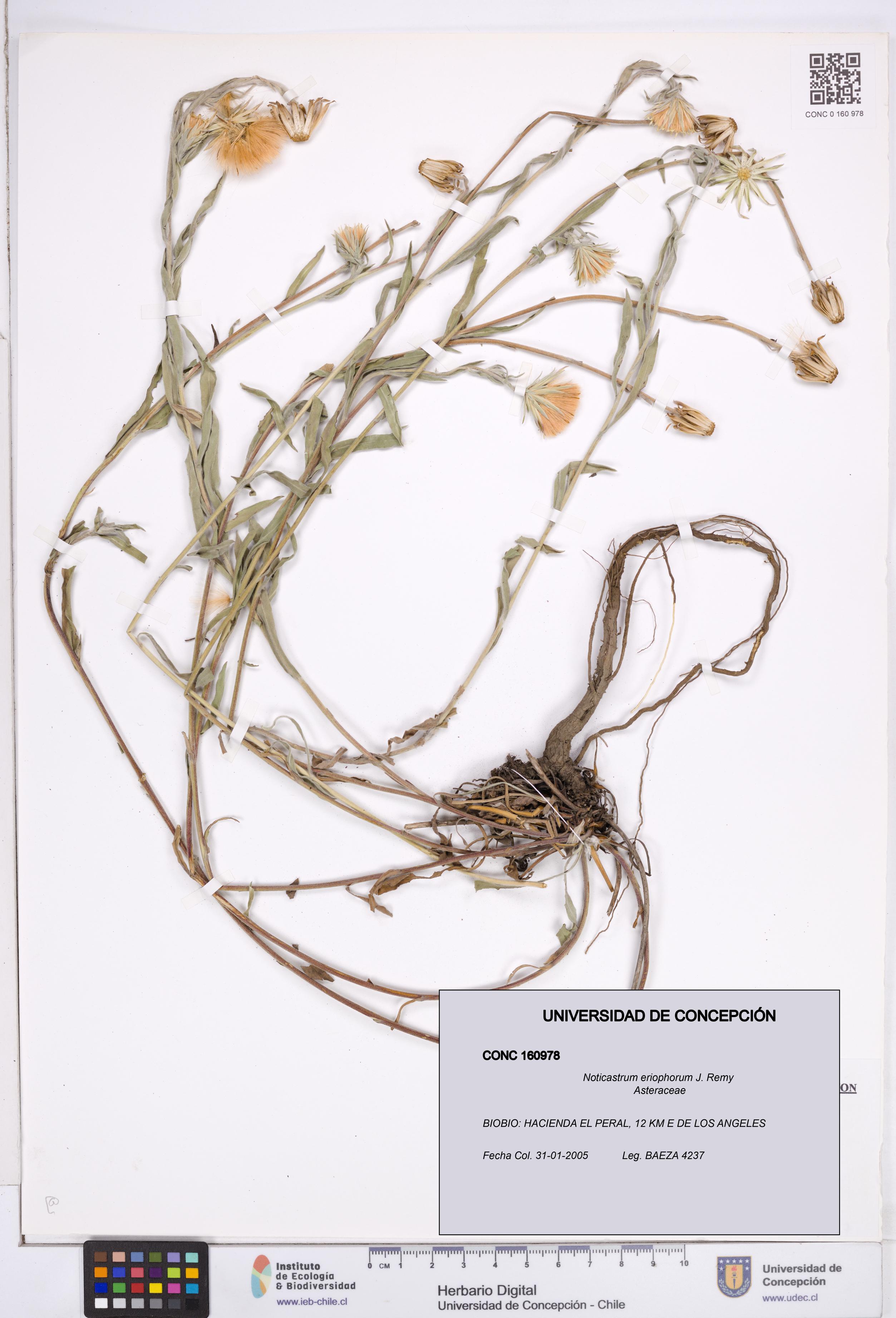Noticastrum eriophorum [Espécimen: ]