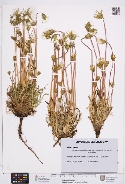 Agoseris coronopifolia [Espécimen: ]