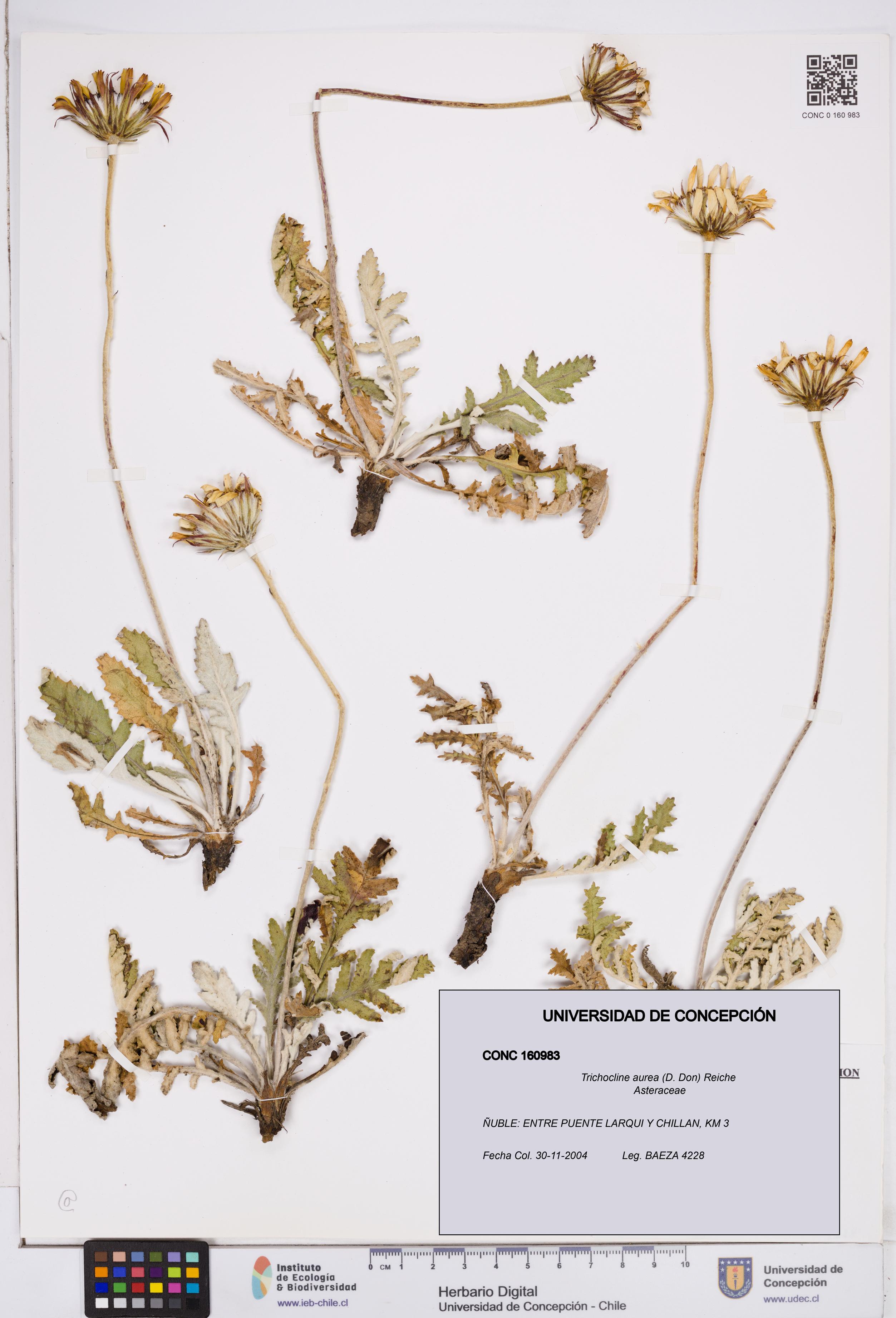 Trichocline aurea [Espécimen: ]