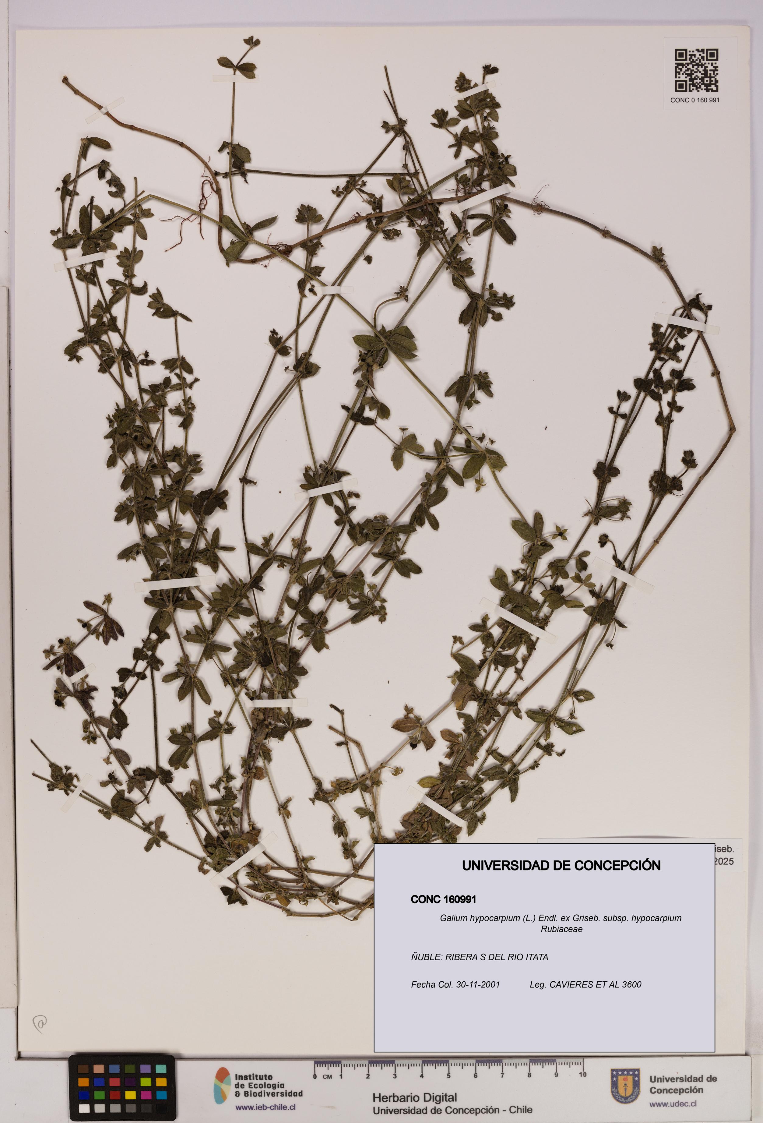 Galium hypocarpium subsp. hypocarpium [Espécimen: UDEC:CONC:0160991]