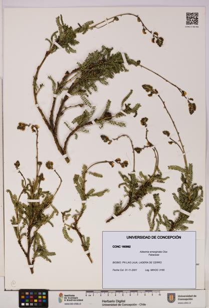 Adesmia emarginata [Espécimen: UDEC:CONC:0160992]