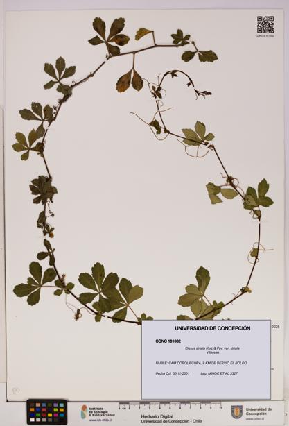 Cissus striata var. striata [Espécimen: UDEC:CONC:0161002]