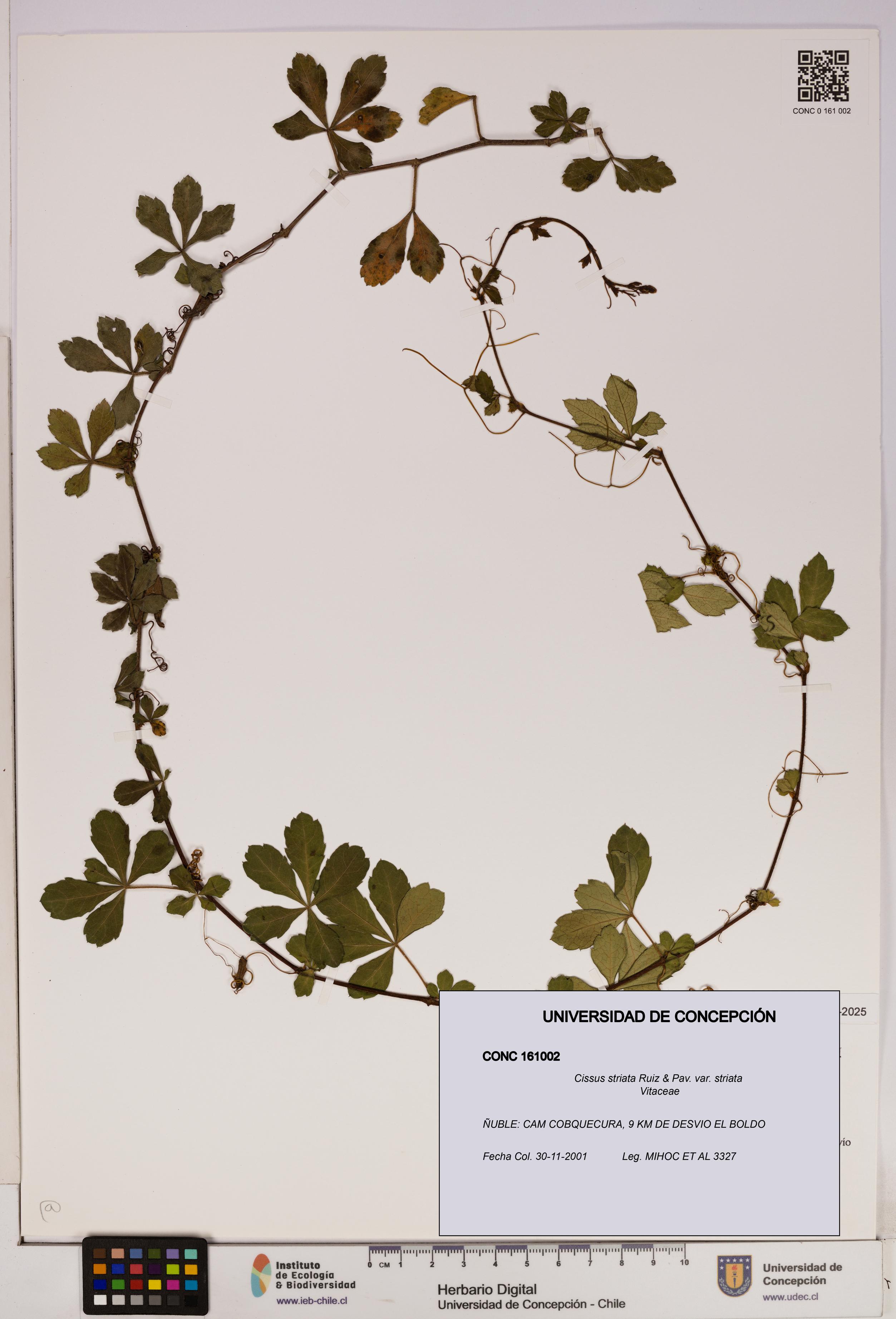 Cissus striata var. striata [Espécimen: UDEC:CONC:0161002]