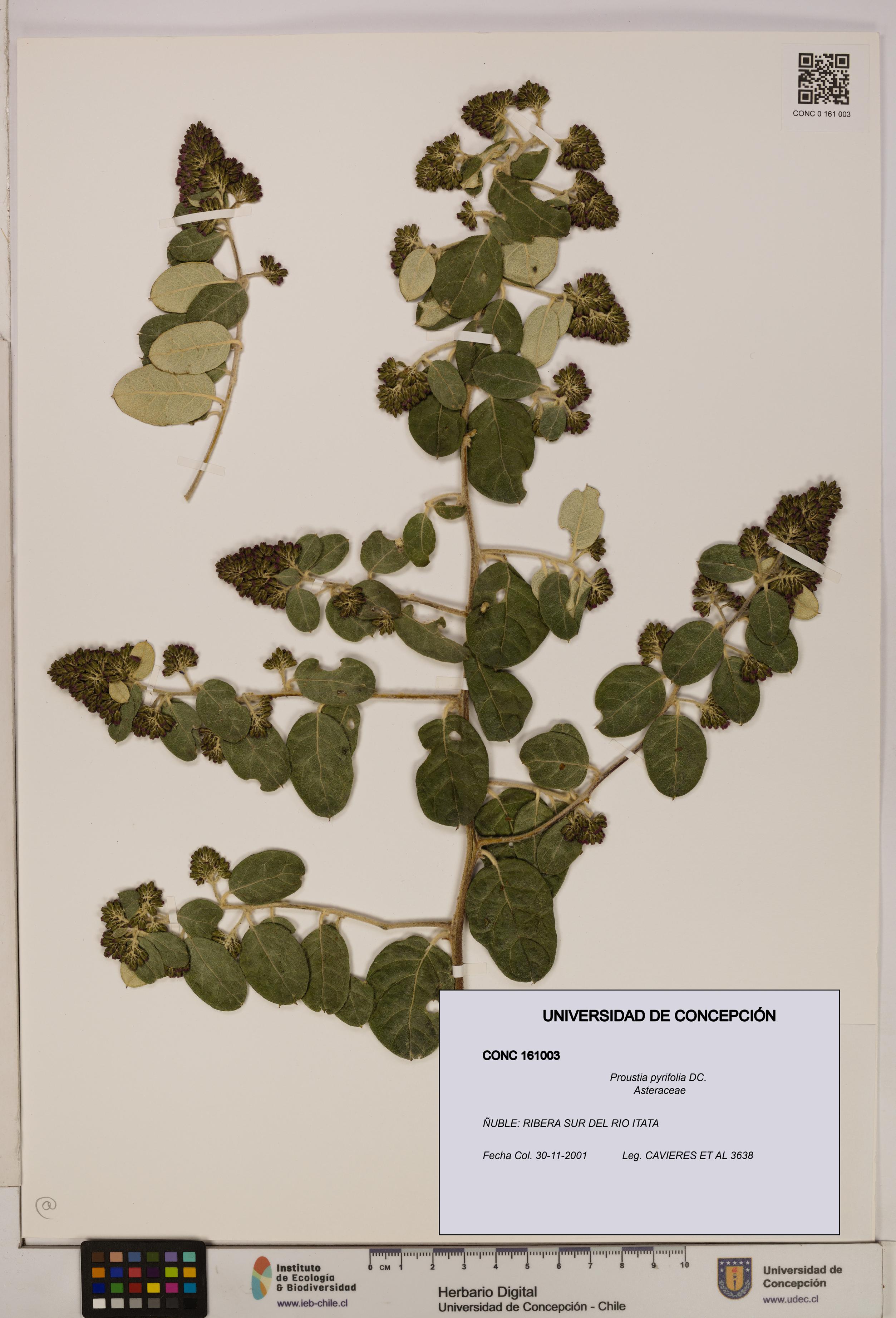 Proustia pyrifolia [Espécimen: UDEC:CONC:0161003]