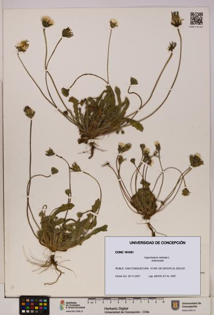 Hypochaeris radicata [Espécimen: UDEC:CONC:0161031]