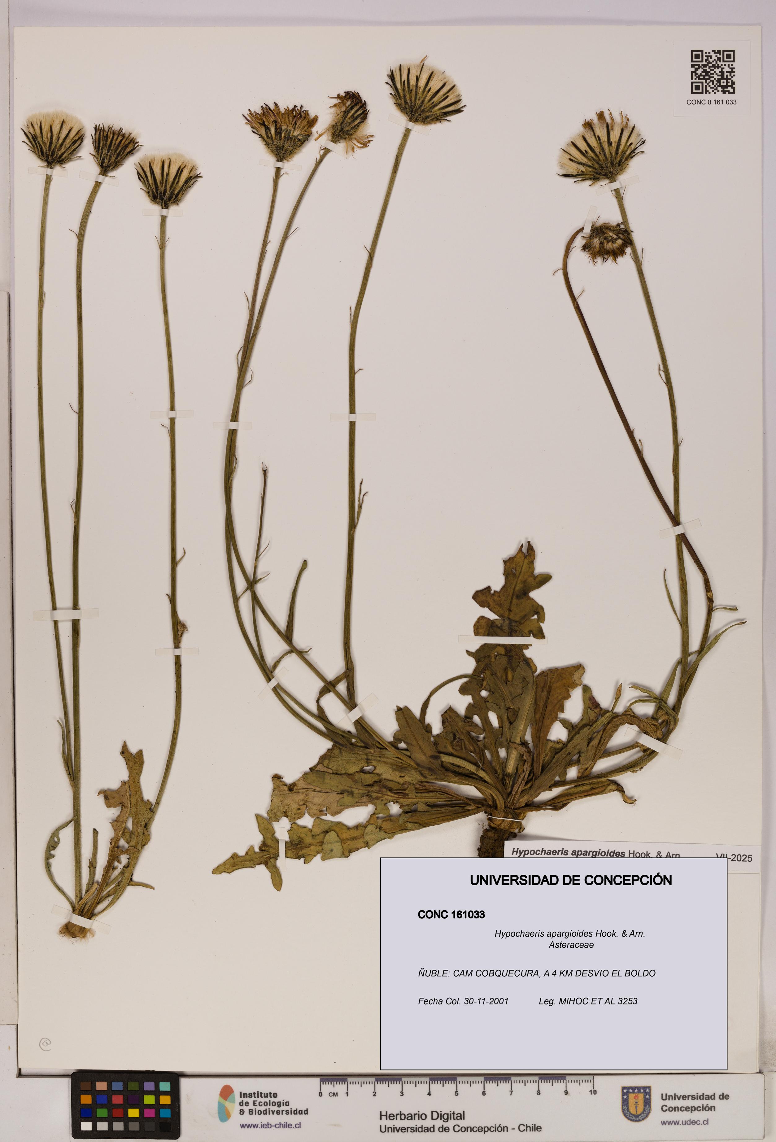 Hypochaeris apargioides [Espécimen: UDEC:CONC:0161033]