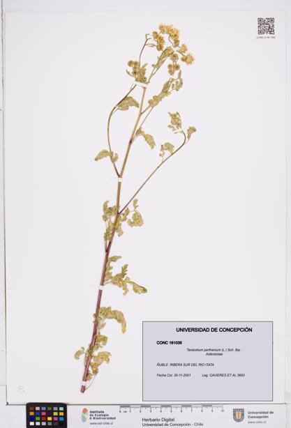 Tanacetum parthenium [Espécimen: ]