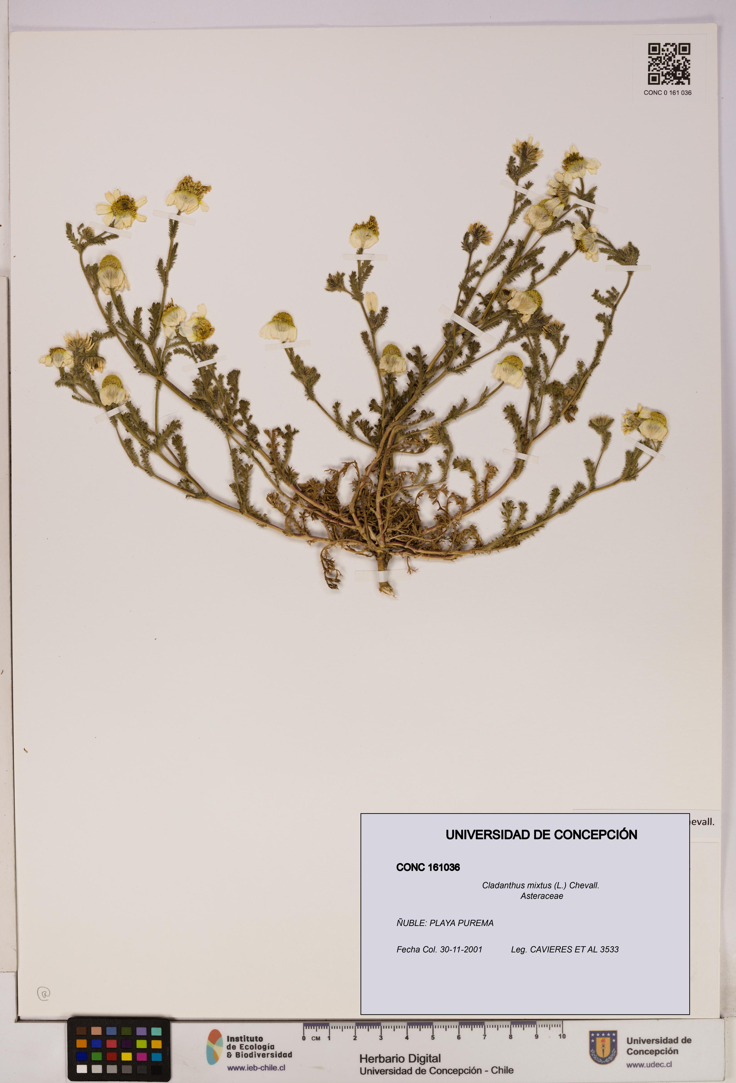 Cladanthus mixtus [Espécimen: UDEC:CONC:0161036]
