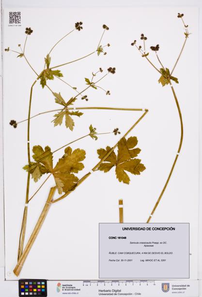 Sanicula crassicaulis [Espécimen: ]