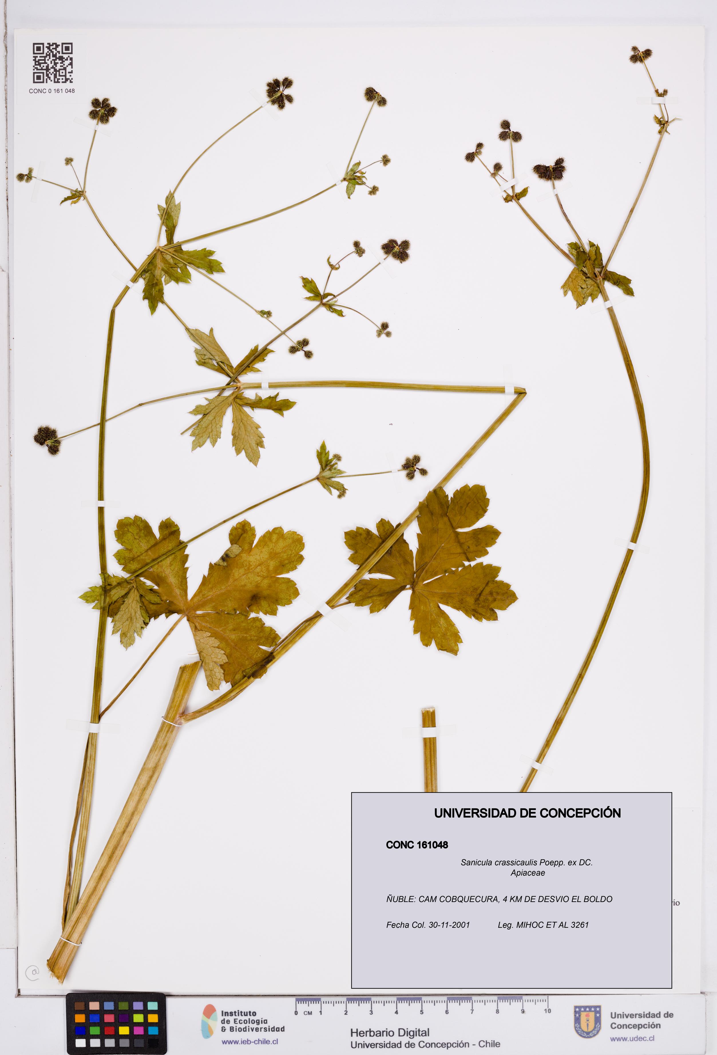 Sanicula crassicaulis [Espécimen: ]