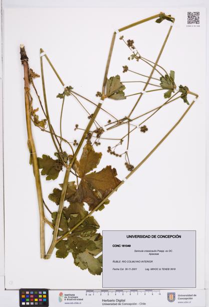 Sanicula crassicaulis [Espécimen: ]