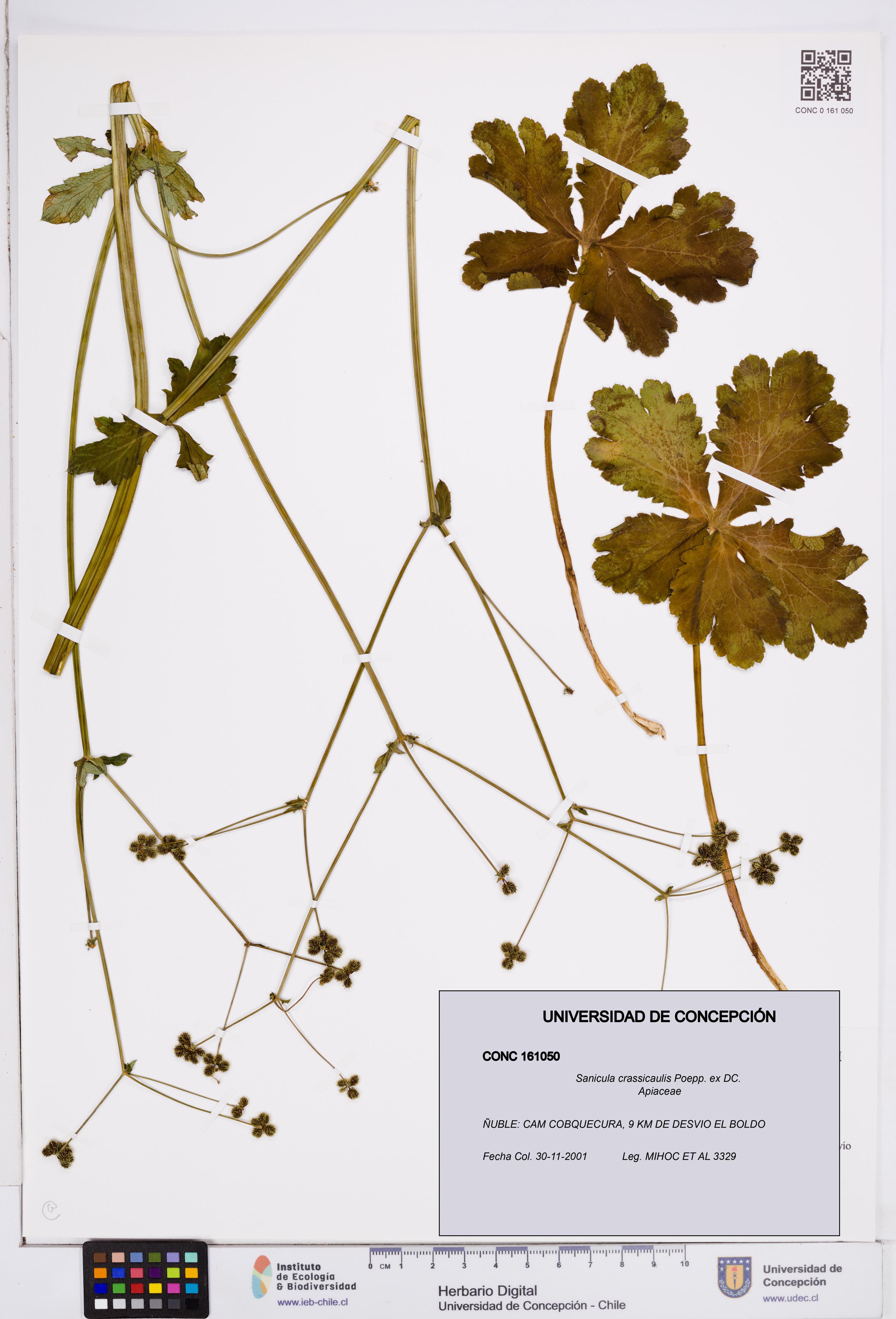 Sanicula crassicaulis [Espécimen: ]