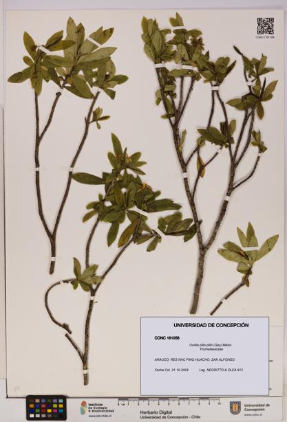 Ovidia pillo-pillo [Espécimen: UDEC:CONC:0161058]