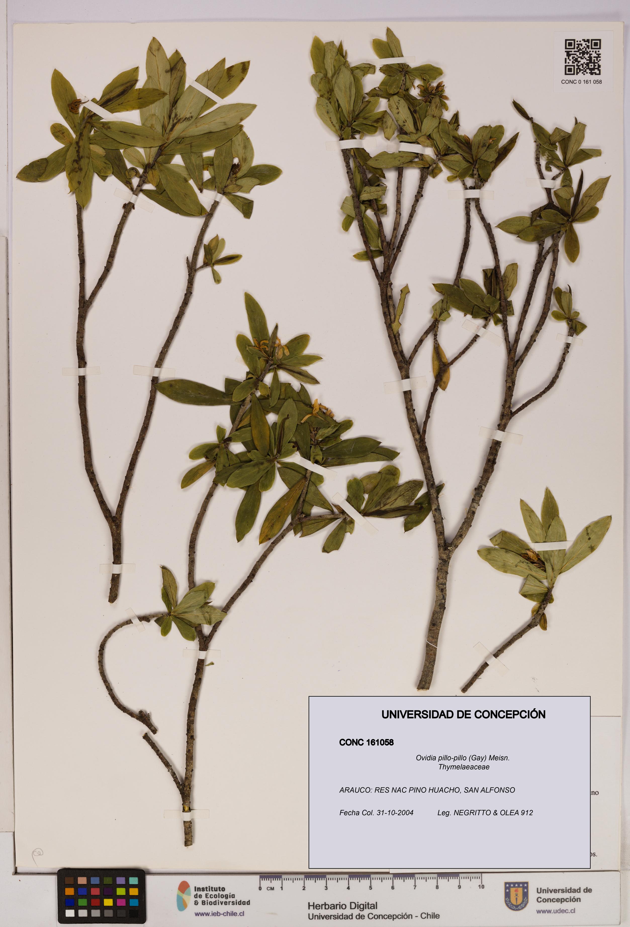 Ovidia pillo-pillo [Espécimen: UDEC:CONC:0161058]