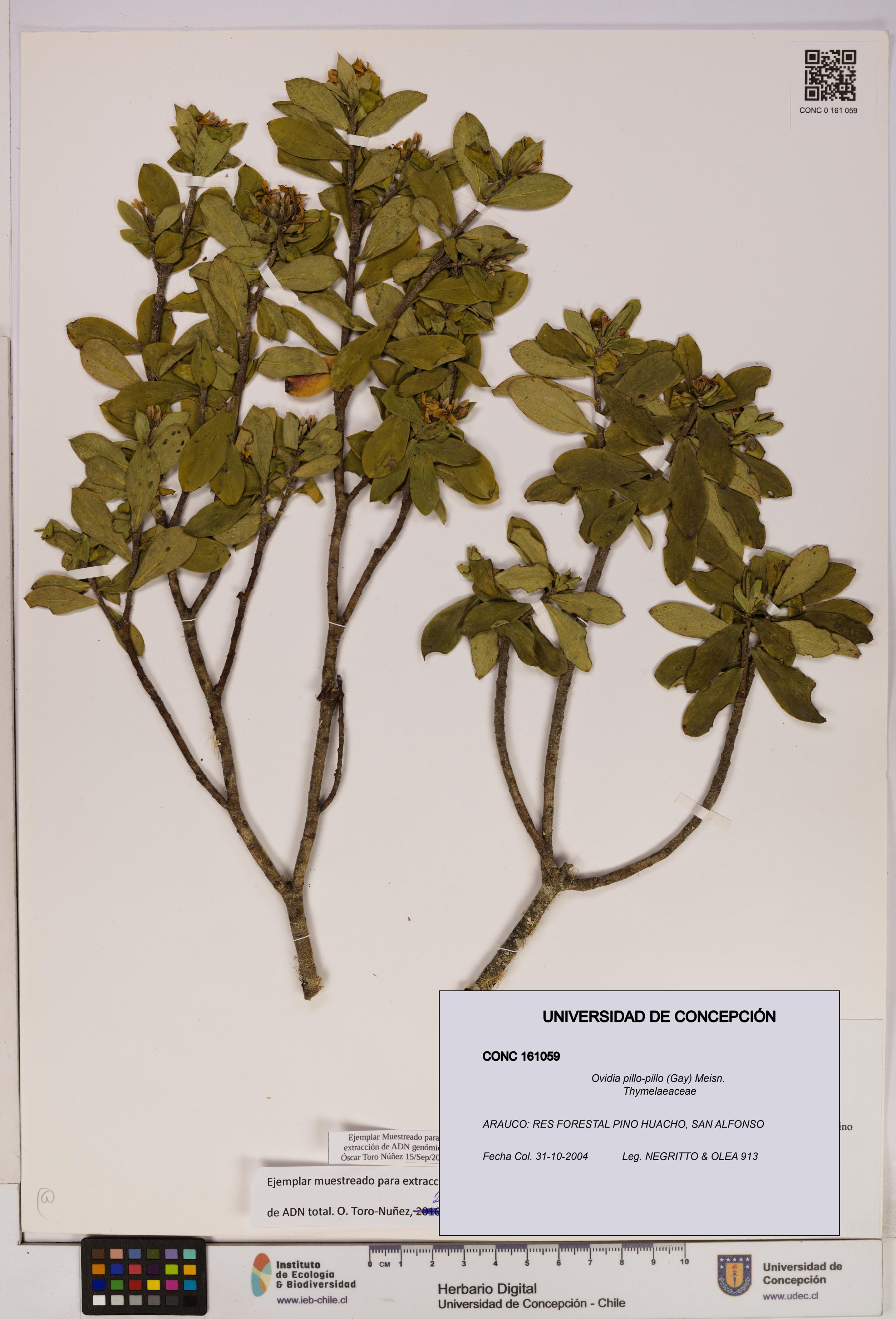 Ovidia pillo-pillo [Espécimen: UDEC:CONC:0161059]