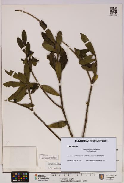 Ovidia pillo-pillo [Espécimen: UDEC:CONC:0161060]