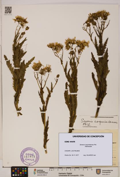 Senecio coquimbensis [Espécimen: UDEC:CONC:0161075]