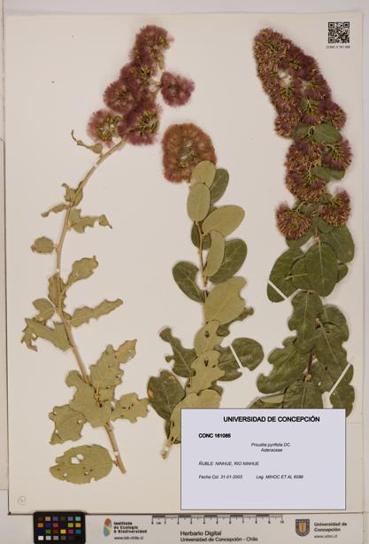 Proustia pyrifolia [Espécimen: UDEC:CONC:0161085]