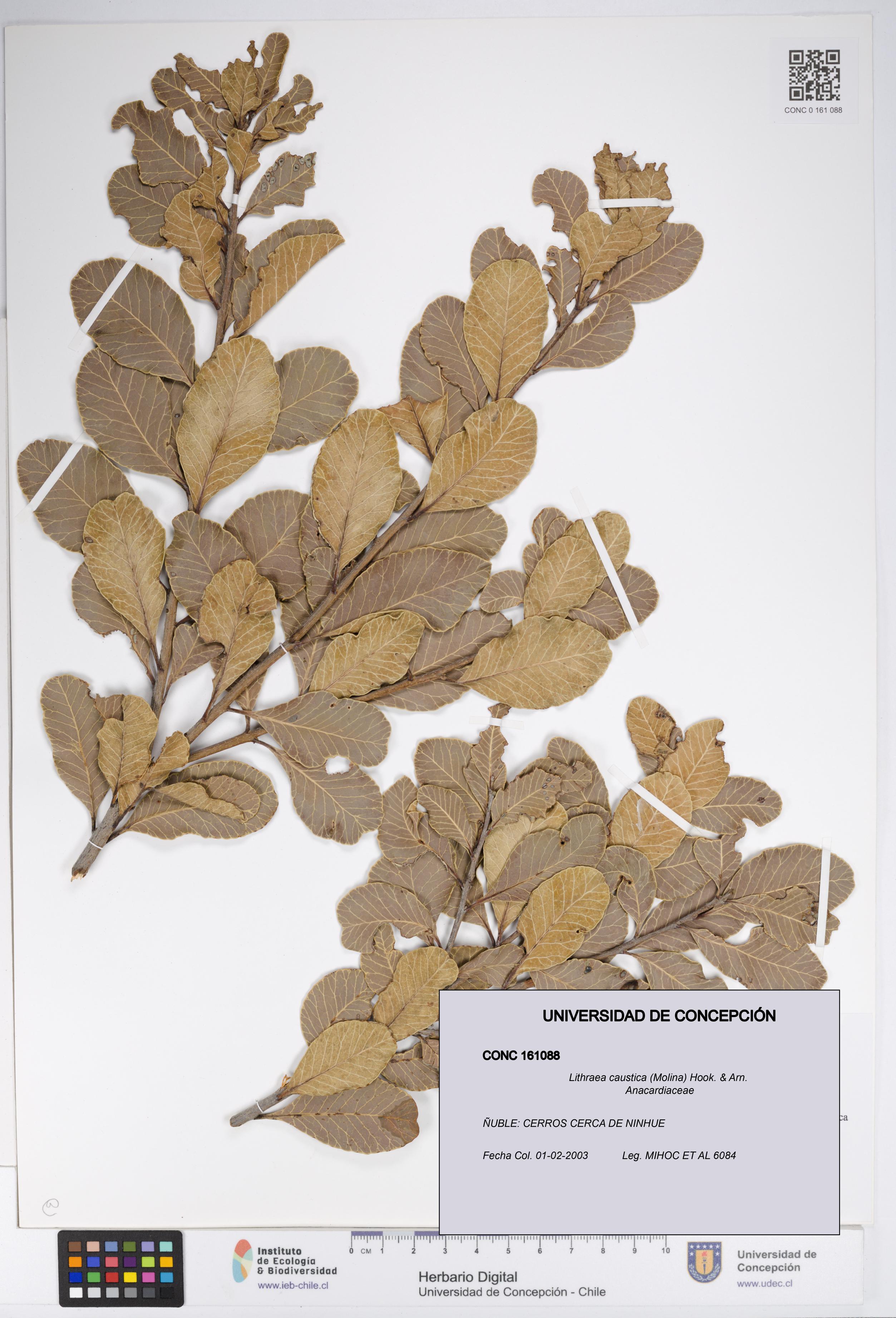 Lithraea caustica [Espécimen: UDEC:CONC:0161088]