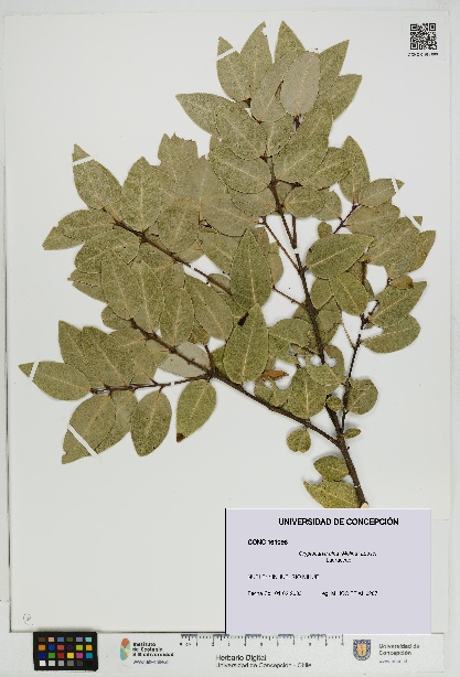 Cryptocarya alba [Espécimen: UDEC:CONC:0161096]